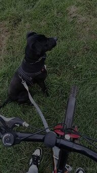 Prodej psa kříženec