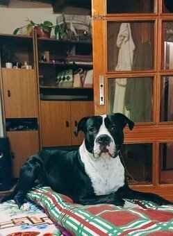 Americký pitbull - 1