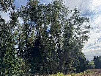 Prodej lesního pozemku k.ú. Vrchovina