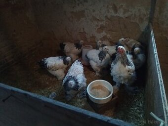 Brahmanka velká bílá kolumbijská