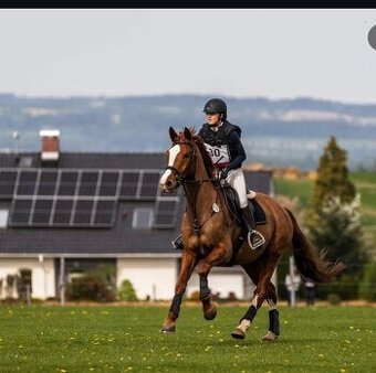 Líbivý, charakterní valach
