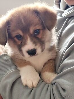 Welsh corgi Pembroke s PP FCI