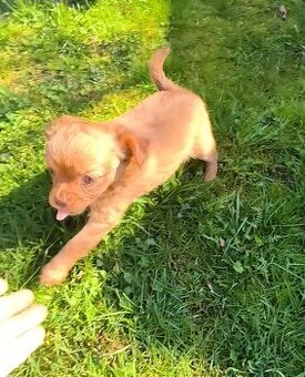 Prodám štěně čivava s papilonem