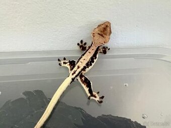 Pagekon řasnatý- Correlophus ciliatus