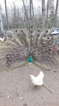 Pávy černokřídlé