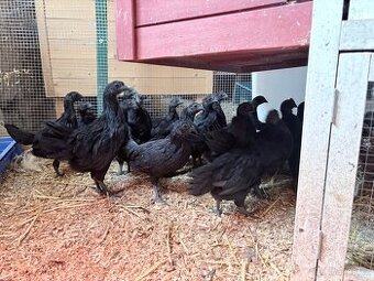 Ayam Cemani slepičky, kohouti