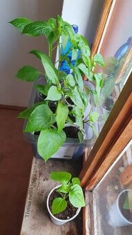 DOMÁCÍ SAZENICE CHILLI PAPRIČKY - 1