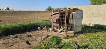 Kurník i se 4 slepicemi a veškerým vybavením. - 1