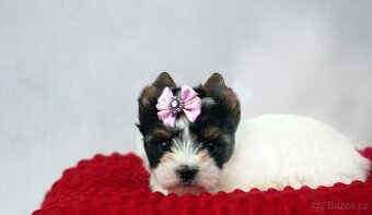 biewer yorkshire terrier s PP IHR