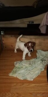 Jack Russell teriér