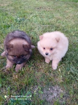 Trpasličí špic - pomeranian