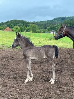 Letošní Welsh Cob klisna
