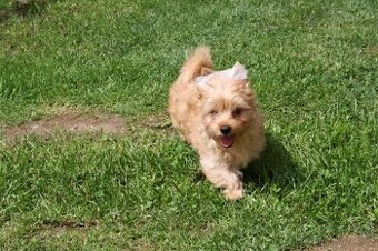 Yorkshire Terrier Golddust – štěňátka k odběru ihned