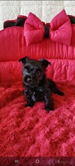 Jorkšírský terrier