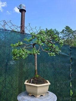 Bonsai bonsaj Vrba