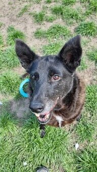 CONNIE K ADOPCI - nejvěrnější parťačka, mazel na N-tou