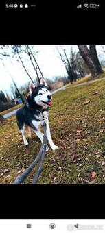 Prodám do dobrých rukou Psa sibiřský husky