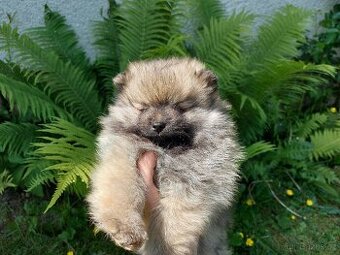 Špic, nemecký špic , Pomeranian