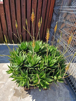 kaktus aloe - průměr rostliny 110 cm, krásně bohatě kvete