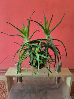 Léčivé Aloe Vera