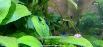 Krevetky Blue Dream - 1