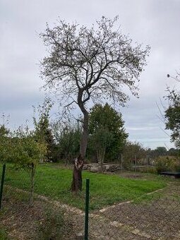Švestka - dřevo na udění