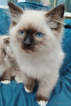 Krásná koťátka Ragdoll