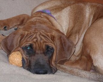 Tosa inu krásný pejsek s PP daruji za symbol. cenu