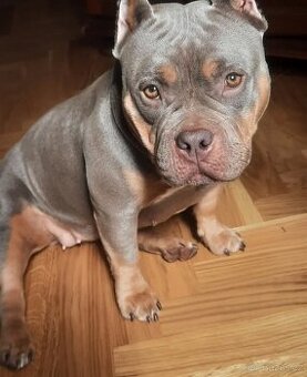 American bully pocket s PP