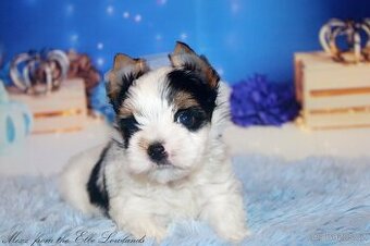 biewer terier s PP / jorkšírský