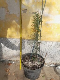Wollemia nobilis - 3letý řízek, rostlina 60cm