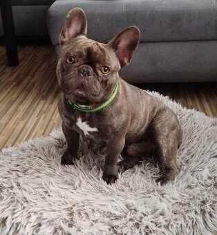 Francouzský buldoček ke krytí