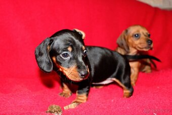 Jezevčík trpasličí - králičí