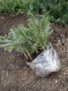 JEDLE KAVKAZSKÁ SAZENICE S BALEM