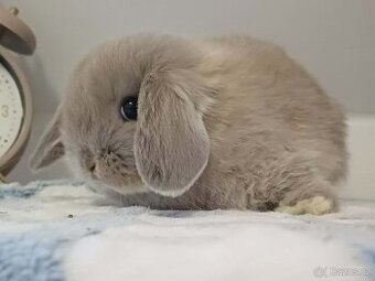 ★Volný Sameček Zakrslý Beránek MiniLop★