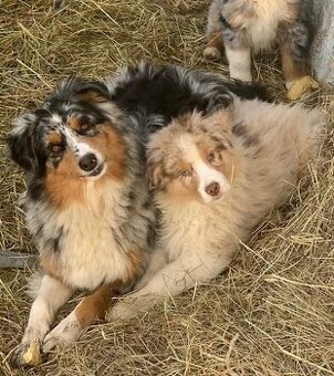 Poslední štěňátko k odběru