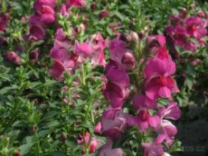 Hledík - rostlina, semínka