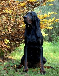 Black and Tan Coonhound - 1
