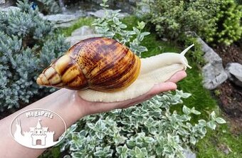 Africký šnek / megapets.eu / Archachatina marginata ovum