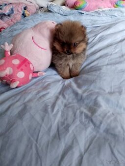 Pomeranian