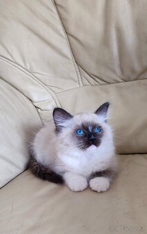 Ragdoll seal mitted