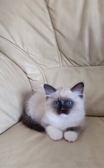 Ragdoll seal mitted s necuchavou srstí