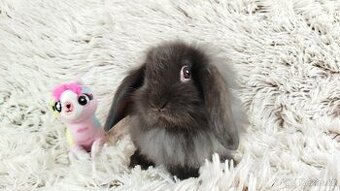 Zakrslý beránek, králíček, králík - MISSI
