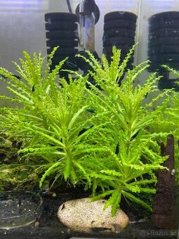 Rostlinka Pogostemon helferi