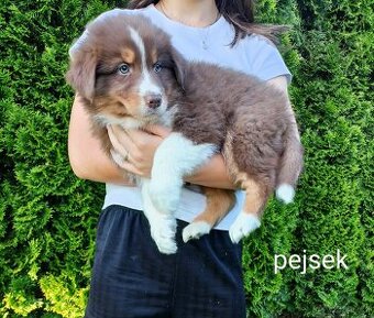 Štěňátka - australský ovčák