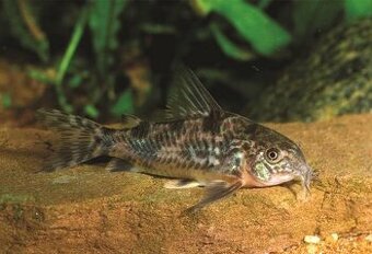 Corydoras paleatus - pancéřníček skvrnitý