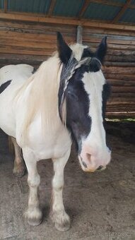 Irský cob