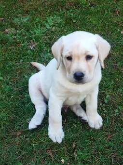 Labrador s pp,kvalitní černá a světlá štěňátka