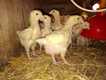 Brojlerová kuřata, brojleři