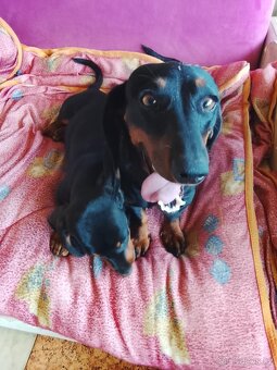 Jezevčík krátkosrstý trpasličí